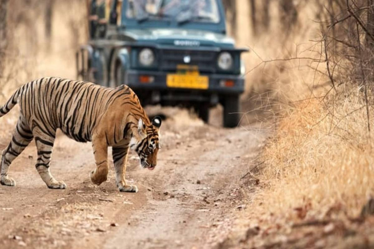 From Delhi : India's Golden Triangle with Tiger Safari