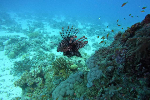 Djerba: Scuba Diving & Seabed Discovery Djerba: Scuba Diving & Seabed Exploration
