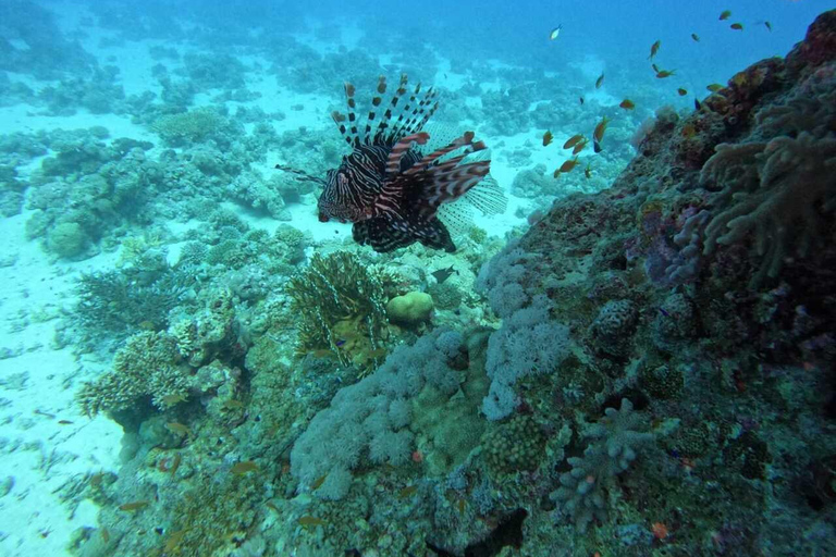Djerba: Scuba Diving & Seabed Discovery Djerba: Scuba Diving & Seabed Exploration