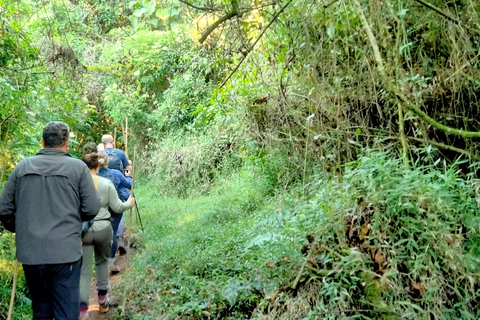 Rwanda: 1 Day Gorilla Tracking Safari