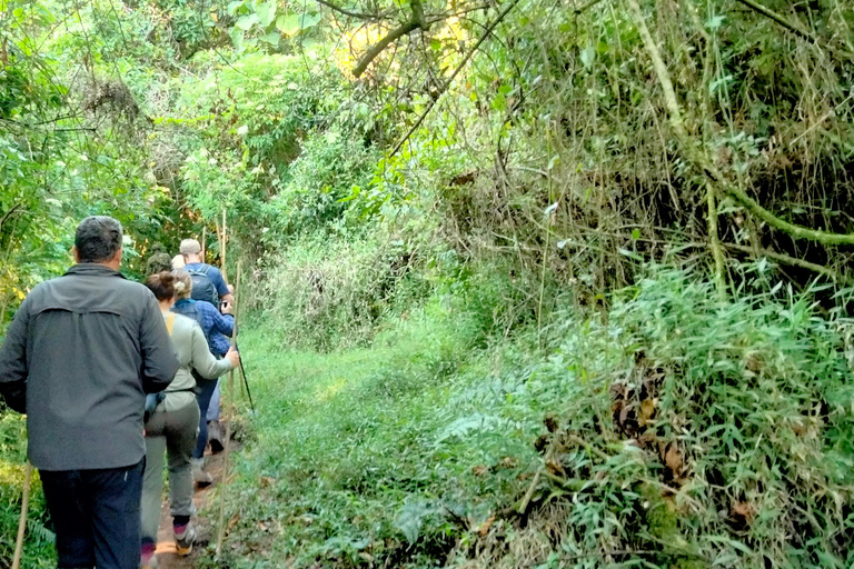 Rwanda: 1 Day Gorilla Tracking Safari