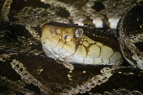 Puerto Jimenez: Jungle Night Walk near Corcovado NP