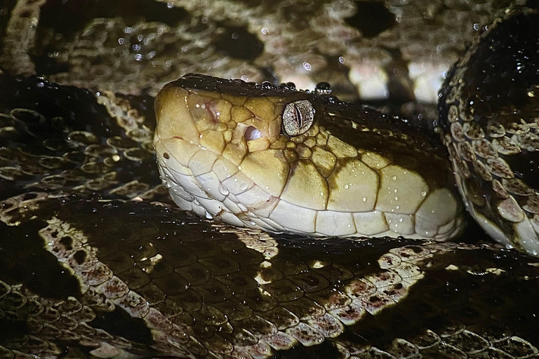 Puerto Jimenez: Jungle Night Walk near Corcovado NP