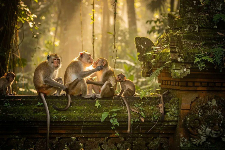 Ubud Tour: Monkey Forest, Waterfall, Rice Terrace, Temple