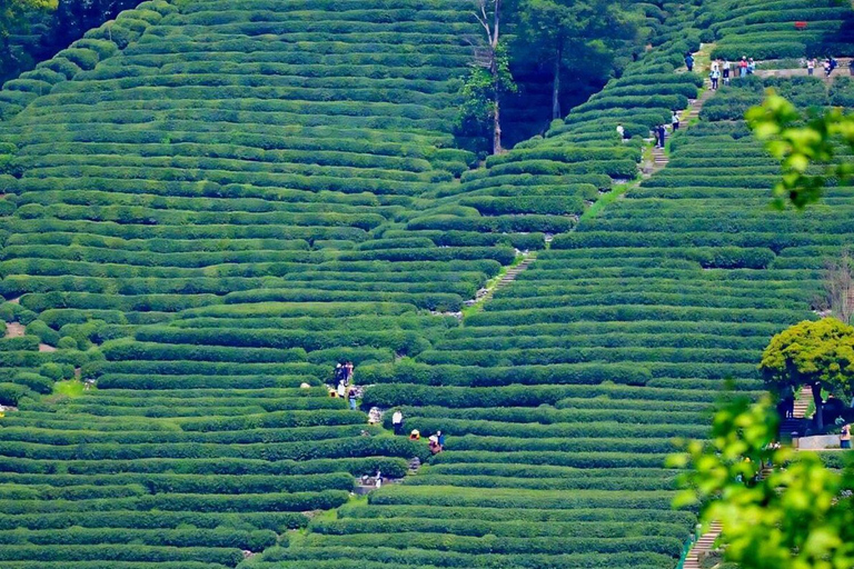 Shanghai: West Lake Hills & Tea Gardens Private Day Trip