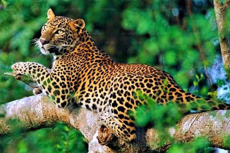 From South Coast: Sinharaja Rainforest Day Trip From Galle: Sinharaja Day Trip