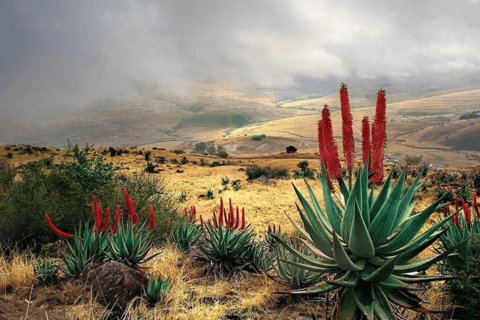 2-Day Inverdoorn Safari – Big Five Cape Town Experience