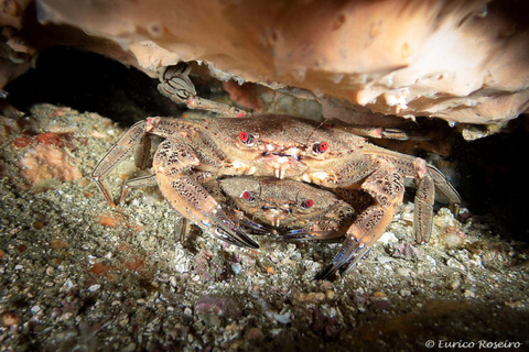 Albufeira: inmersión doble en el océano para buceadores certificadosAlbufeira: Buceo doble en el océano para buceadores certificados
