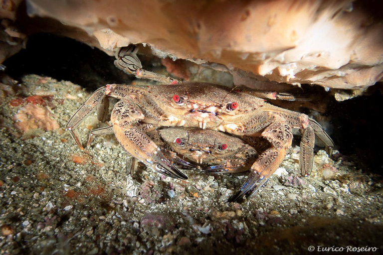 Albufeira: inmersión doble en el océano para buceadores certificadosAlbufeira: Buceo doble en el océano para buceadores certificados