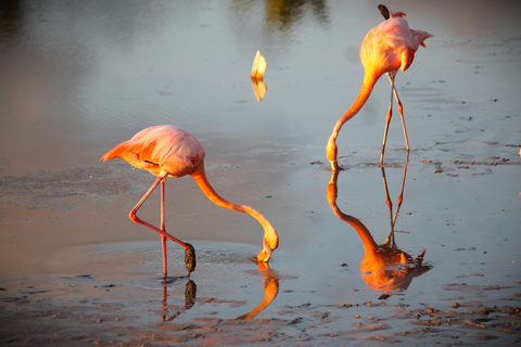 Galapagos Island Hopping Tour - 9D/8N