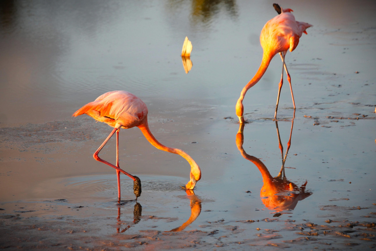 Galapagos Island Hopping Tour - 9D/8N