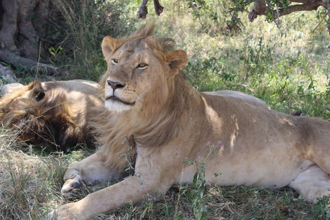 Desde Nairobi: Safari de 4 días al Parque Nacional de Amboseli