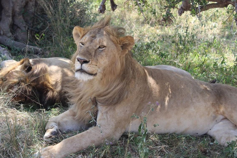 Desde Nairobi: Safari de 4 días al Parque Nacional de Amboseli