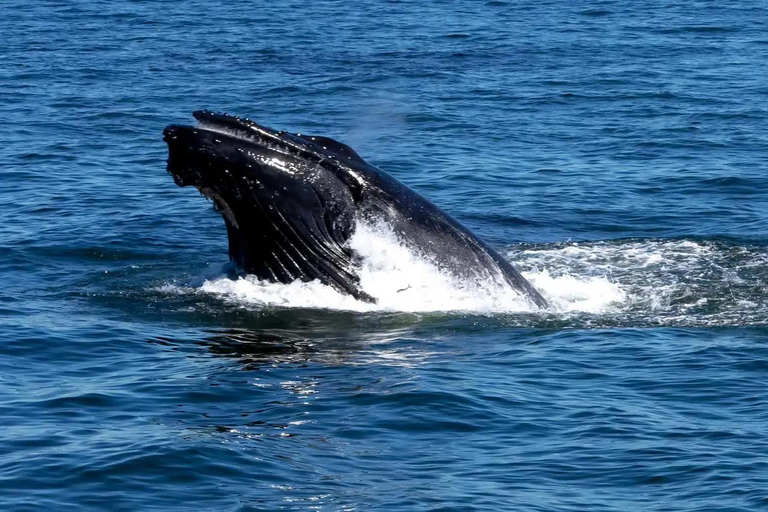 NYC : croisière d&#039;observation des baleines au départ de ManhattanNew York : croisière d&#039;observation des baleines au départ de Manhattan