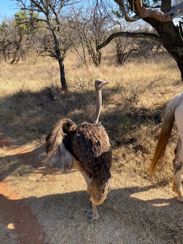 Visit Harties Horseback Safari and Ziplining Adventure in Hartbeespoort, South Africa