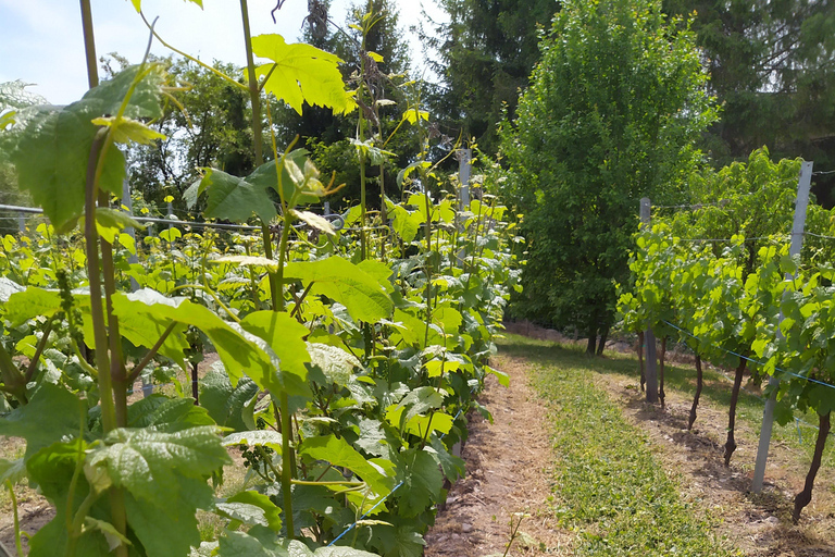 Kaysersberg Vineyard Discovery of the vineyard and wine, Domaine Meyer-Krumb Kaysersberg Vineyard Discover the vineyard and wine, Meyer-Krumb Estate