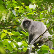 Bukit Lawang: 3-Day Jungle Trek with Camping & Meals