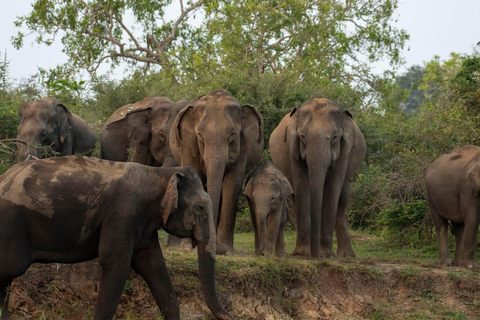 From Sigiriya: Sigiriya Rock + Minneriya NP Safari (Luxury)