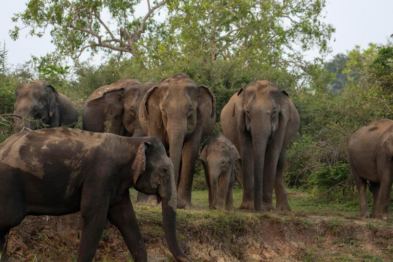 From Sigiriya: Sigiriya Rock + Minneriya NP Safari (Luxury)