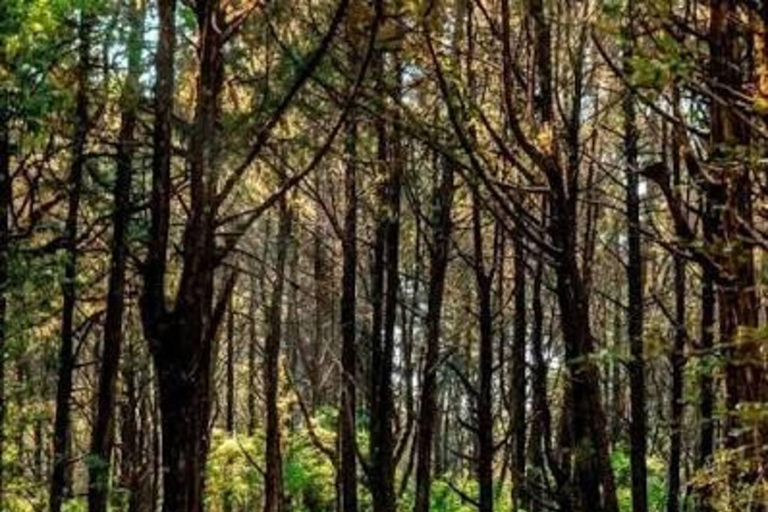 From Addis Ababa: Menagesha Suba Forest Hike with Picnic