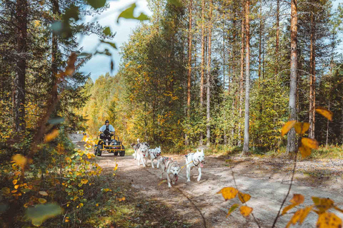 Rovaniemi: Autumn Husky Ride on Wheels