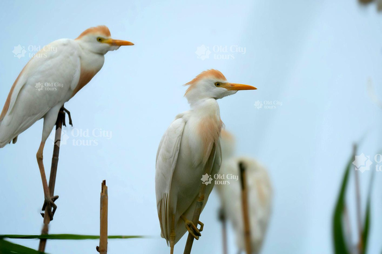 Shirvan Eco-Tour: Gazelles, Birdwatching & Village Lunch Private tour