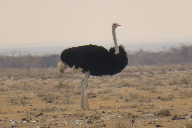 Vanuit Johannesburg: 6-daagse luxe Kruger Park safari