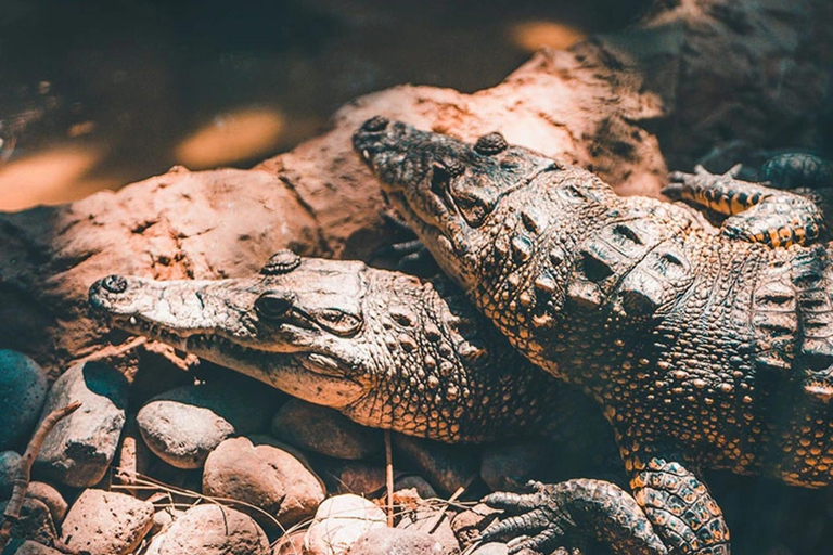 Cancun : Aventure en bateau rapide et observation des crocodiles