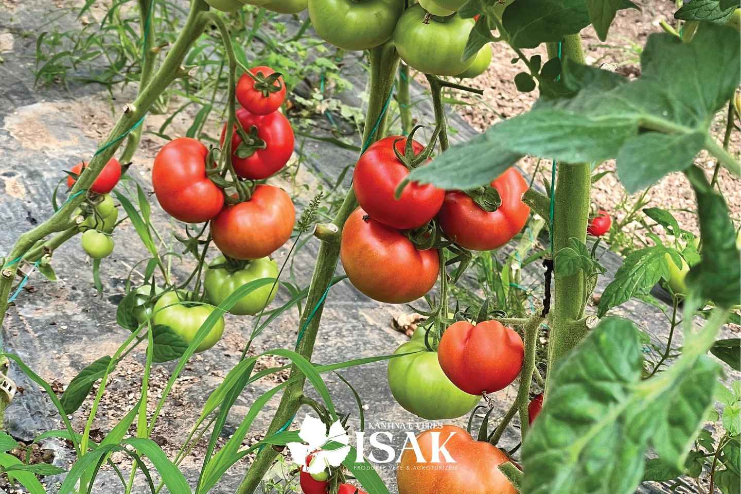Saranda: Wine and raki tasting, local products.