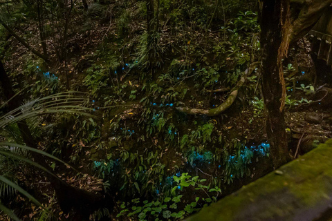 Auckland North Shore Glowworm Tour Private Booking