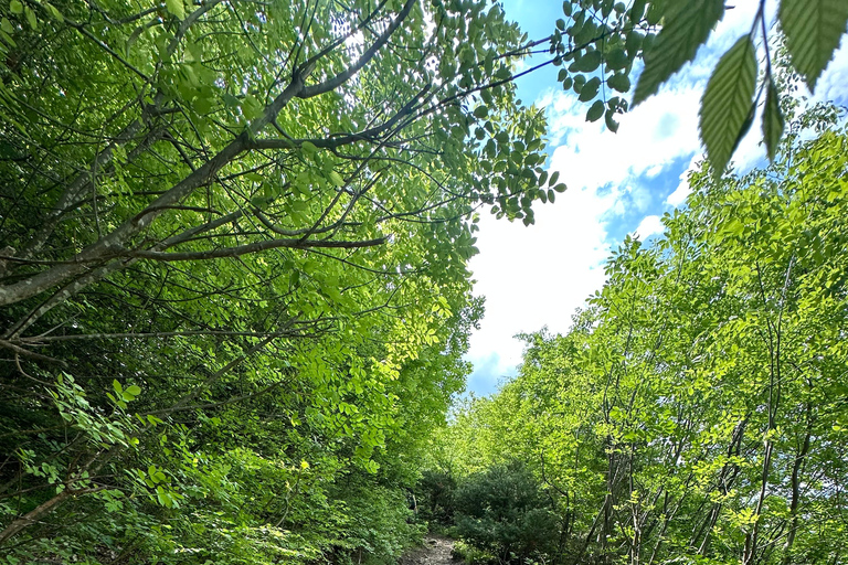 From Tirana: Pëllumbas Cave hiking & Petrelë Castle tour