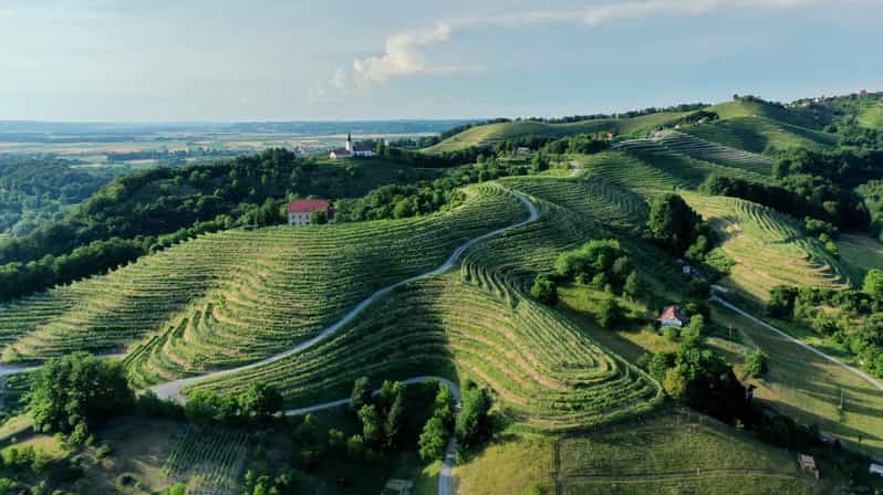 Ljubljana: Ptuj & Haloze Wine Cellar Tour with Tastings