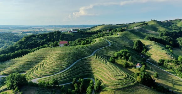 Ljubljana: Ptuj & Haloze Weinkellertour mit Verkostungen