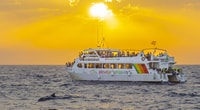 Port d'Alcudia, Sunrise at Sea & Dolphin Watching Boat Tour - Housity