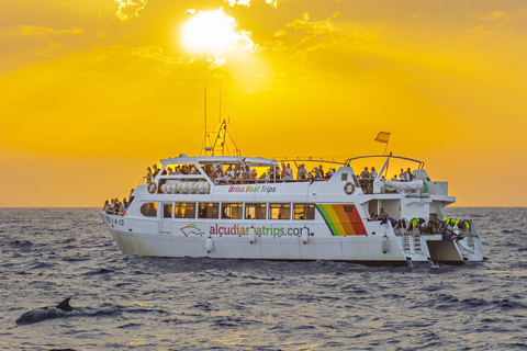 Port d&#039;Alcudia : lever de soleil en mer et tour en bateau pour observer les dauphins