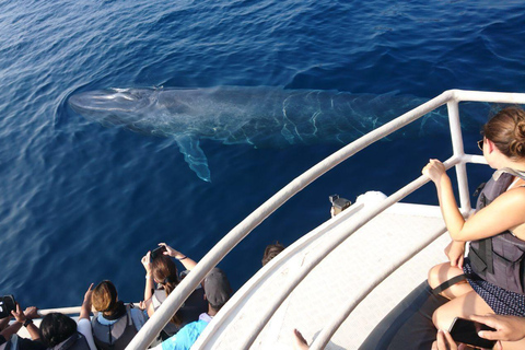 Mirissa: Whale & Dolphin Watching Cruise with Geeth’s Crew