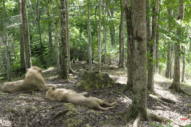 Cebu Safari: Experience Wildlife Up Close