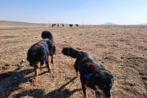 Ulaanbaatar: Private Custom City Tour with Historian Guide