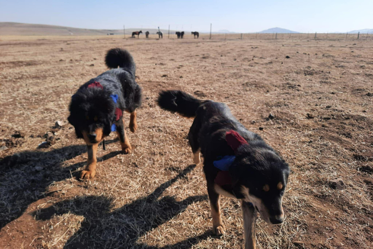 Ulaanbaatar: Private Custom City Tour with Historian Guide
