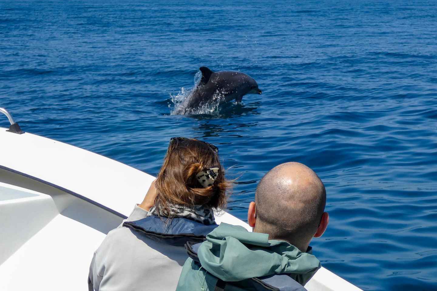 Sesimbra: Arrábida Dolphin and Whale Watching with Biologist