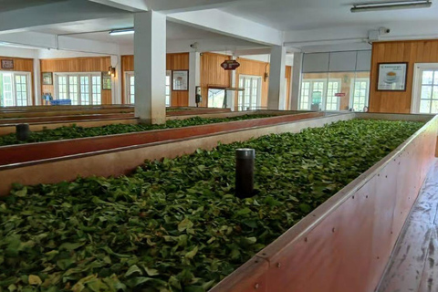 From Colombo/Negombo: Kandy ,Pinnawala ,Tea Factory Day Tour