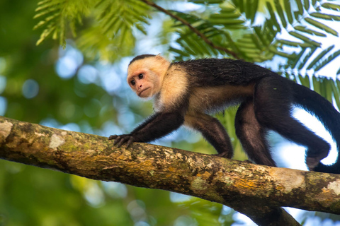 Tortuguero National Park: Jaguar Trail Day Walk Adventure