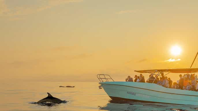 Desde Alcudia: Excursión en barco para avistar delfines al amanecer