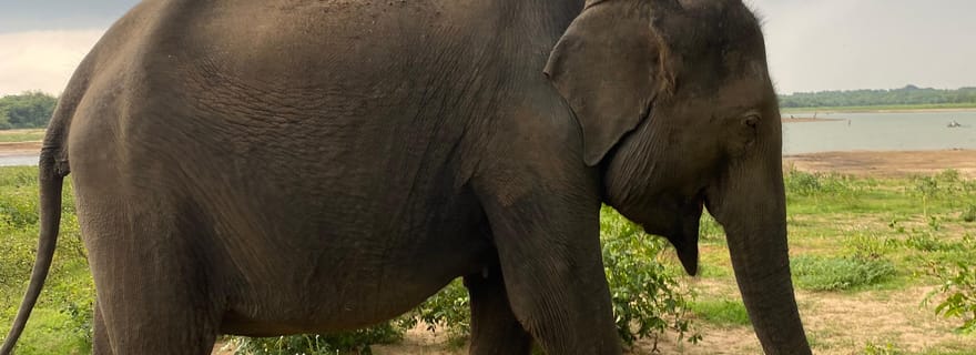 Parc national d'Ahungalla Riu Yala : excursion privée en Jeep