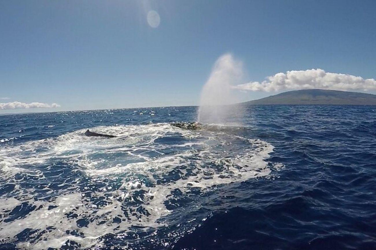 Lahaina: Humpback Whale Watching Cruise