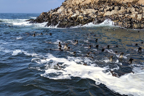 Schwimmen mit Seelöwen in Lima