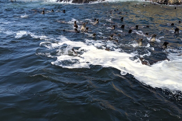 Nadar con leones marinos en Lima