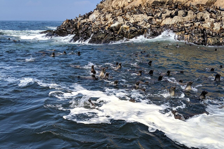 Swimming with sea lions in Lima