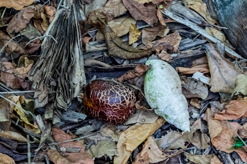 Exploring Nature's Treasures: A Private Day Trip in Diani Exploring Nature's Treasures: A Day Trip in Diani