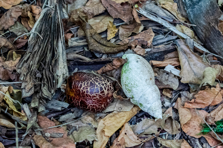 Exploring Nature's Treasures: A Private Day Trip in Diani Exploring Nature's Treasures: A Day Trip in Diani